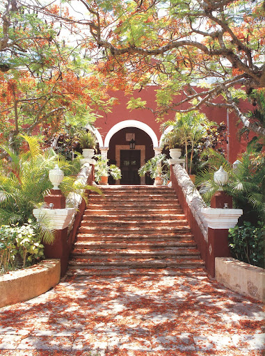 The entrance to Hacienda Chimay is made even more alluring by the bed of blossoms covering its staircase, which shed off of the canopy of Flamboyant trees above. The entrance to Hacienda Chimay is made even more alluring by the bed of blossoms covering its staircase, which shed off of the canopy of Flamboyant trees above.