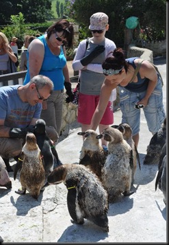 Snaith family feeding the moulting Penguins DSC_1095