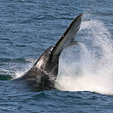 North atlantic right whale