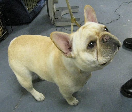 French Bulldog named Lulu