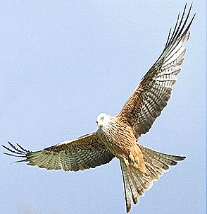 kite kite