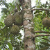 durian