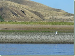 Day18FarewellBend egret