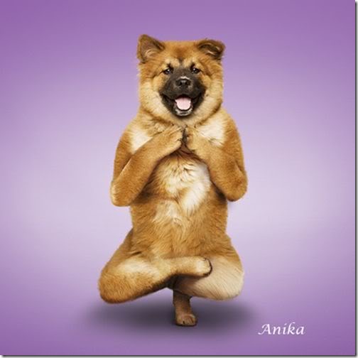 Yoga-dogs-1