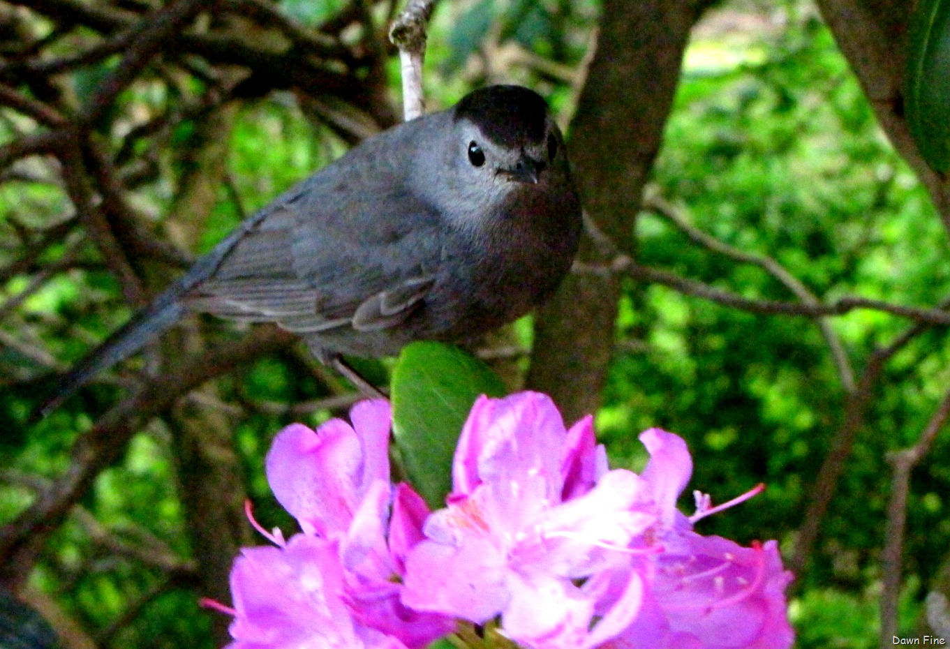 [catbird_011%255B14%255D.jpg]
