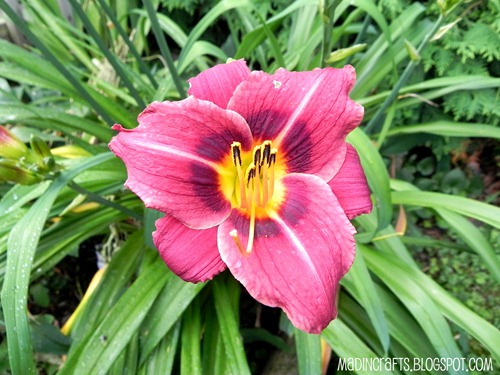 fushia day lily