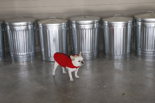 Francesca!  Come into the carport and see all of these shiny new pails.