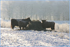 Foto van Steve Smit