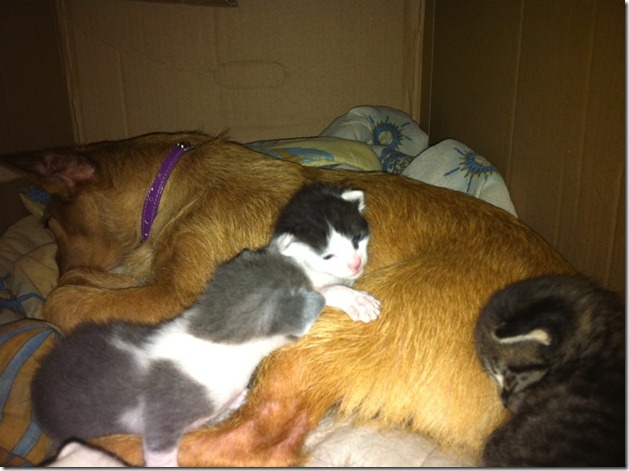 clement con los gatitos