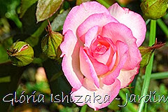 17  - Glória Ishizaka - Rosas do Jardim Botânico Nagai - Osaka