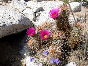 HedgeHog Cactus nestled in the rocks near Indian Gorge