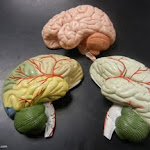 brain_models_03.JPG