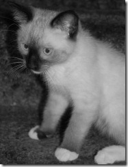 ziggy14