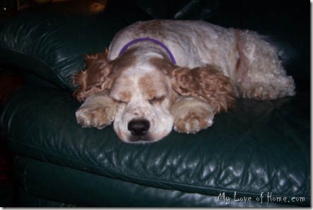 Cocker Spaniel, 