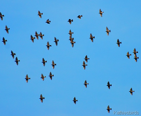 6. blackbird sky-kab 6. blackbird sky-kab