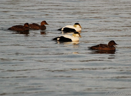 11. good night eiders-kab