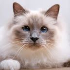 Gilbert2010-1.jpg