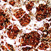 karbon 4z thin section.jpg