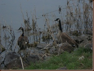 Geese1