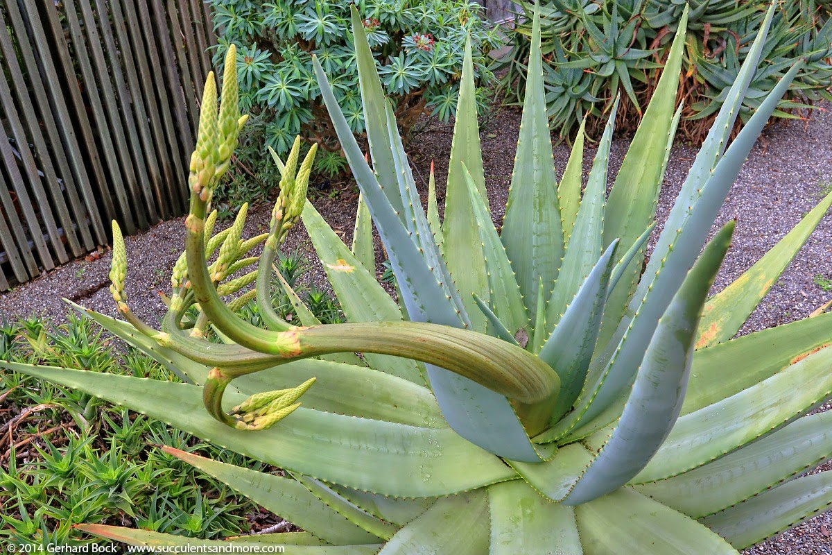 [141221_UCD_Aloe-littoralis_0082.jpg]