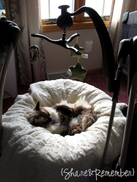 [catinswing%255B4%255D.jpg]