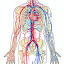 Anatomía