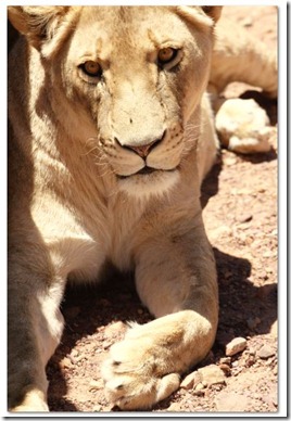 lioness