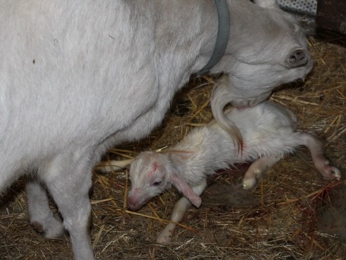 [aprilgoats13%2520031%255B4%255D.jpg]