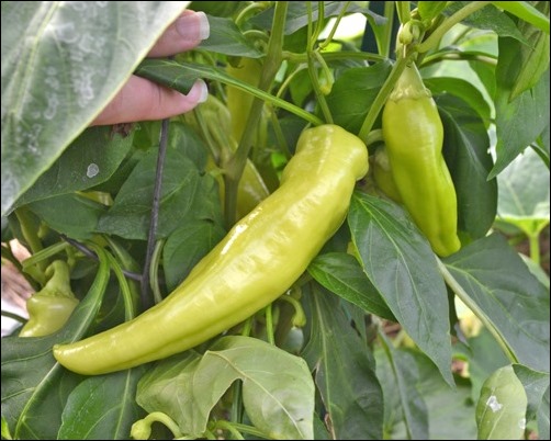 banana peppers