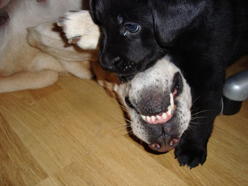 Puppy