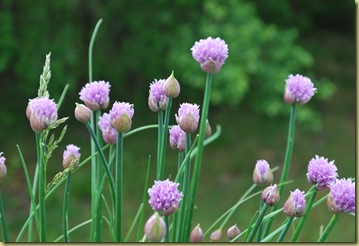 2011-05-29 Chives