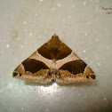 Noctuid Moth
