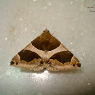Noctuid Moth
