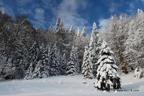 DSC_2202.jpg