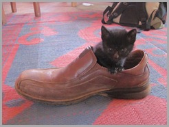 catinshoe catinshoe