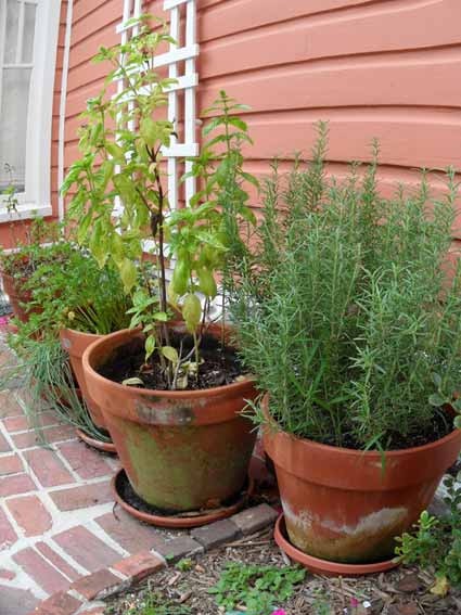 [herb-garden%255B4%255D.jpg]