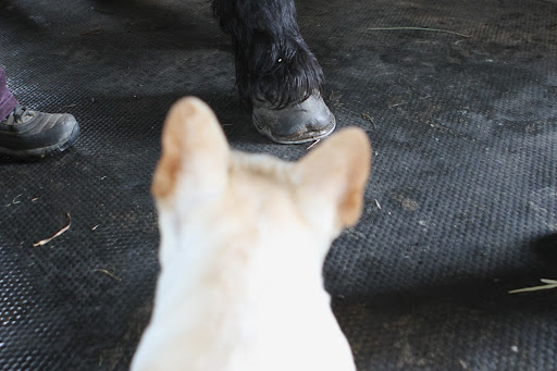 Now, Rutger has some arthritis in his front legs and Rosemary is treating him also. Now, Rutger has some arthritis in his front legs and Rosemary is treating him also.