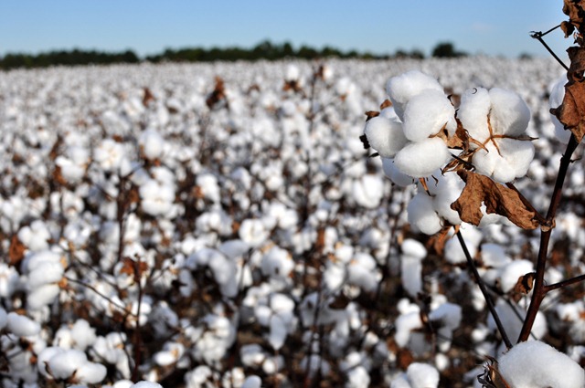 [new%2520farm%2520cotton%25202012%2520%252812%2529%255B3%255D.jpg]
