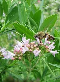 [bee%2520on%2520oregano%255B2%255D.jpg]