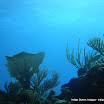 Reef (1).JPG