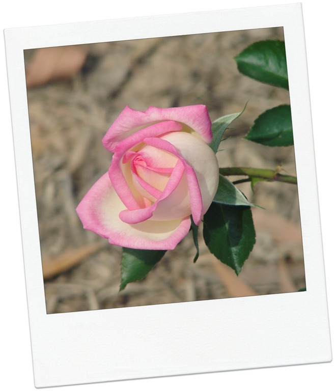 [pink%2520white%2520rose%255B5%255D.jpg]