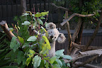 Smiling Koala, San Diego Zoo
