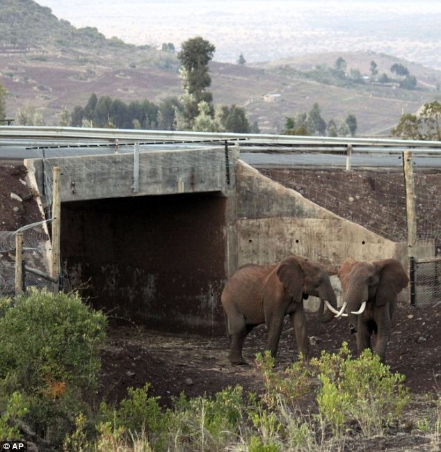 Ponen Puentes para animales silvestres. Wildlife-crossings-7%25255B3%25255D