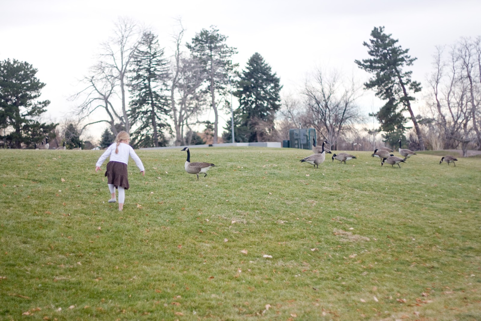[11.19.12%2520park%2520soph%2520geese%2520chasing%255B4%255D.jpg]
