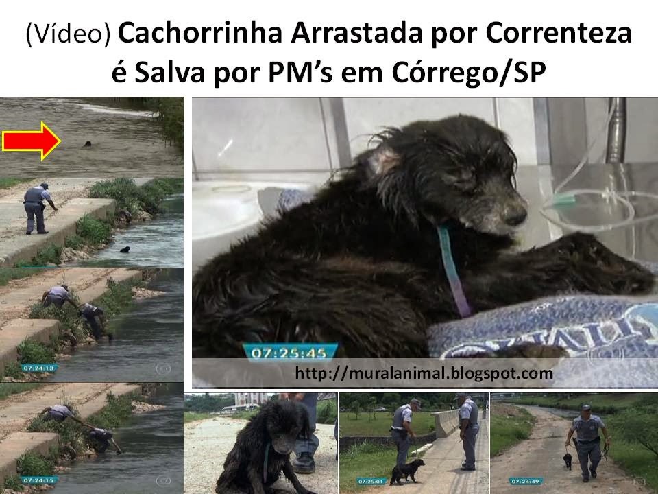 [V%25C3%25ADdeo%2529%2520Cachorrinha%2520Arrastada%2520por%2520Correnteza%255B3%255D.jpg]