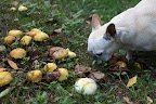 Francesca, the mushroom field guide states that the Sulphur Tuft is bitter and poisonous and that consuming it can cause vomiting, diarrhea, and even convulsions.  Look, but do not taste!