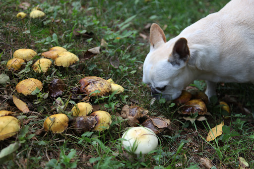 Francesca, the mushroom field guide states that the Sulphur Tuft is bitter and poisonous and that consuming it can cause vomiting, diarrhea, and even convulsions.  Look, but do not taste!