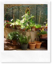 Cruzyhouse - Courtyard-2 (800x600) Cruzyhouse - Courtyard-2 (800x600)