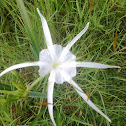Spider Lily