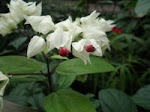 Butterflies 023.JPG